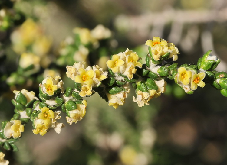 Thymelaea hirsuta (L.)Endl. / Spazzaforno